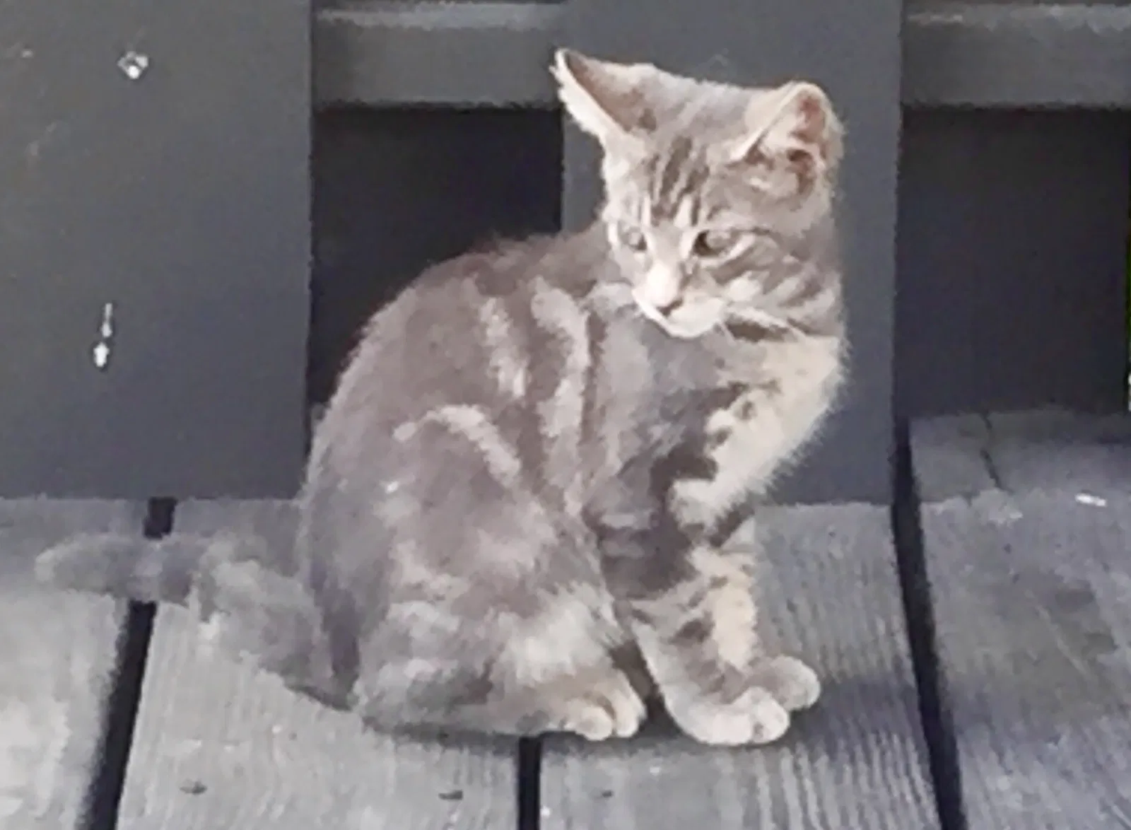 Found cat in Abingdon, VA, 24210