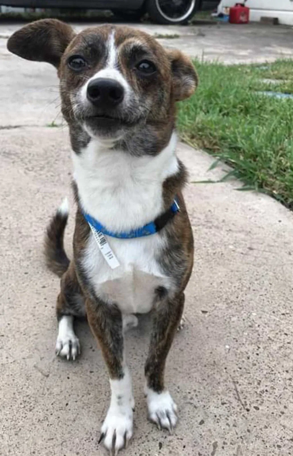 Lost dog in Mercedes, TX, 78570