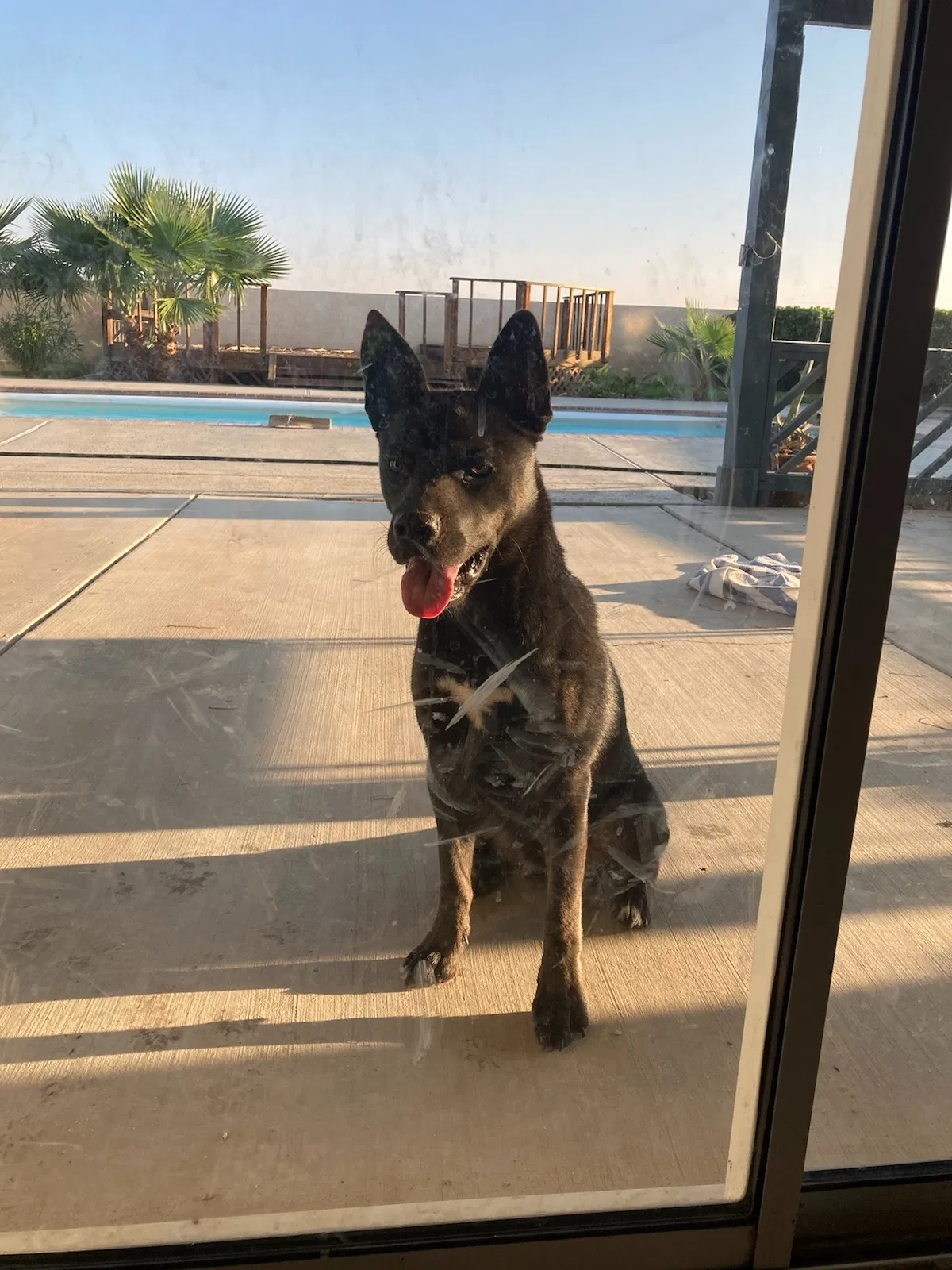 Found dog in Hinkley, CA, 92347