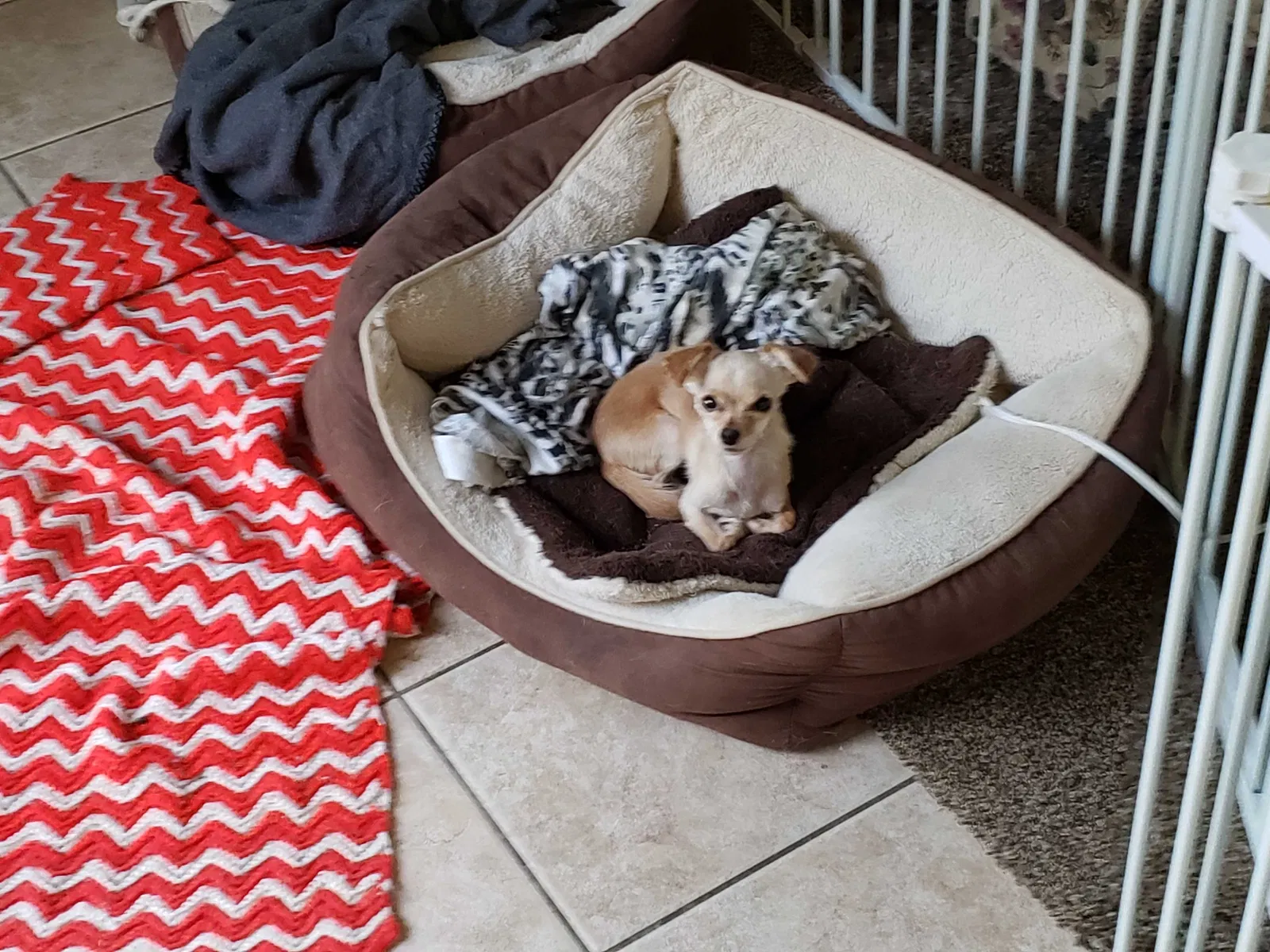 Lost dog in Fort Wayne, IN, 46815