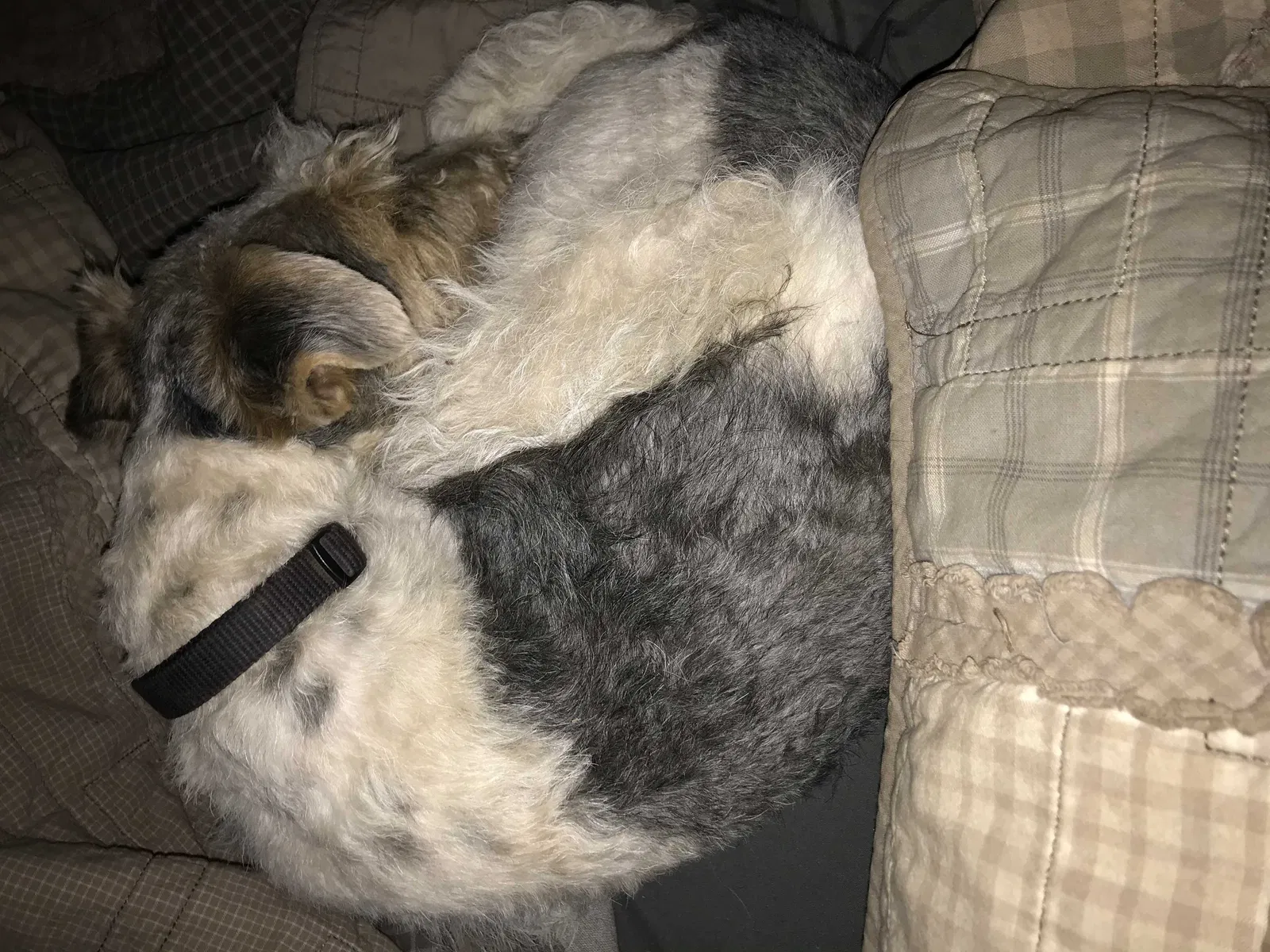 Lost dog in Glendale, AZ, 85301