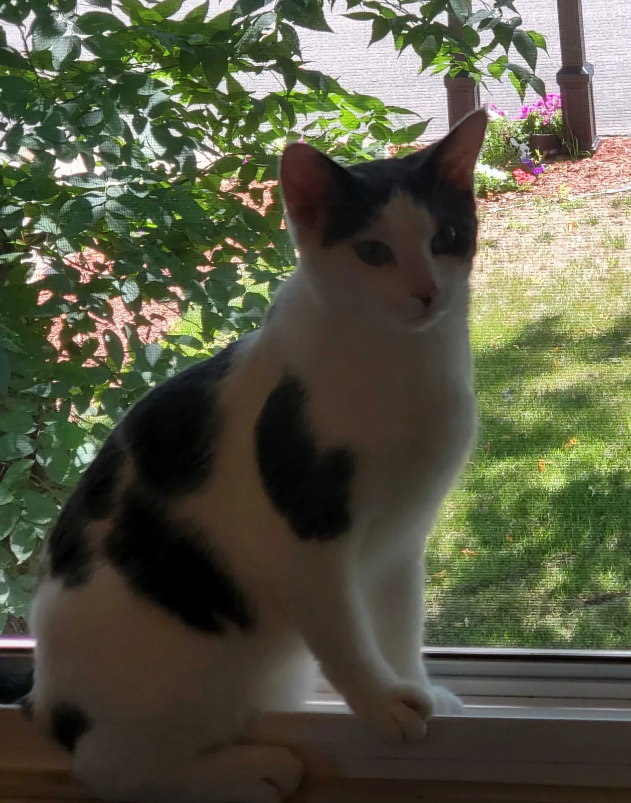 Lost cat in Anoka, MN, 55303