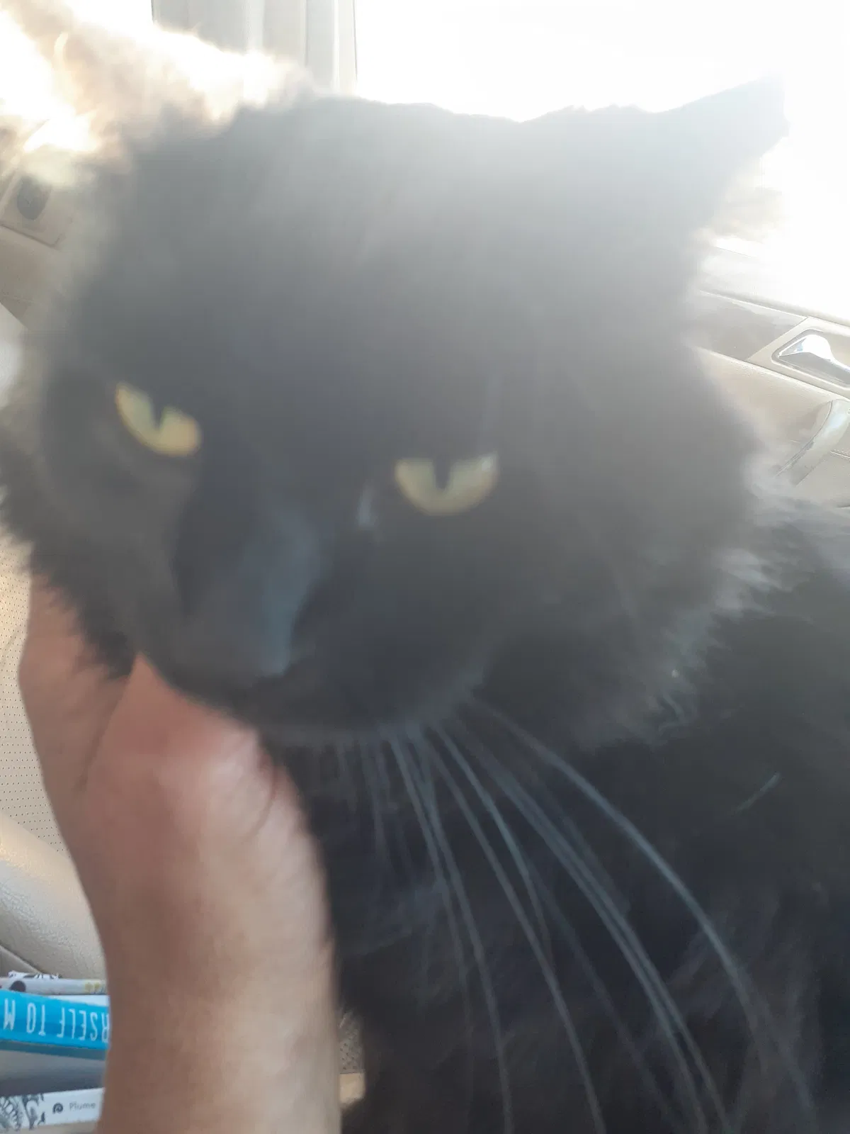 Found cat in San Diego, CA, 92154