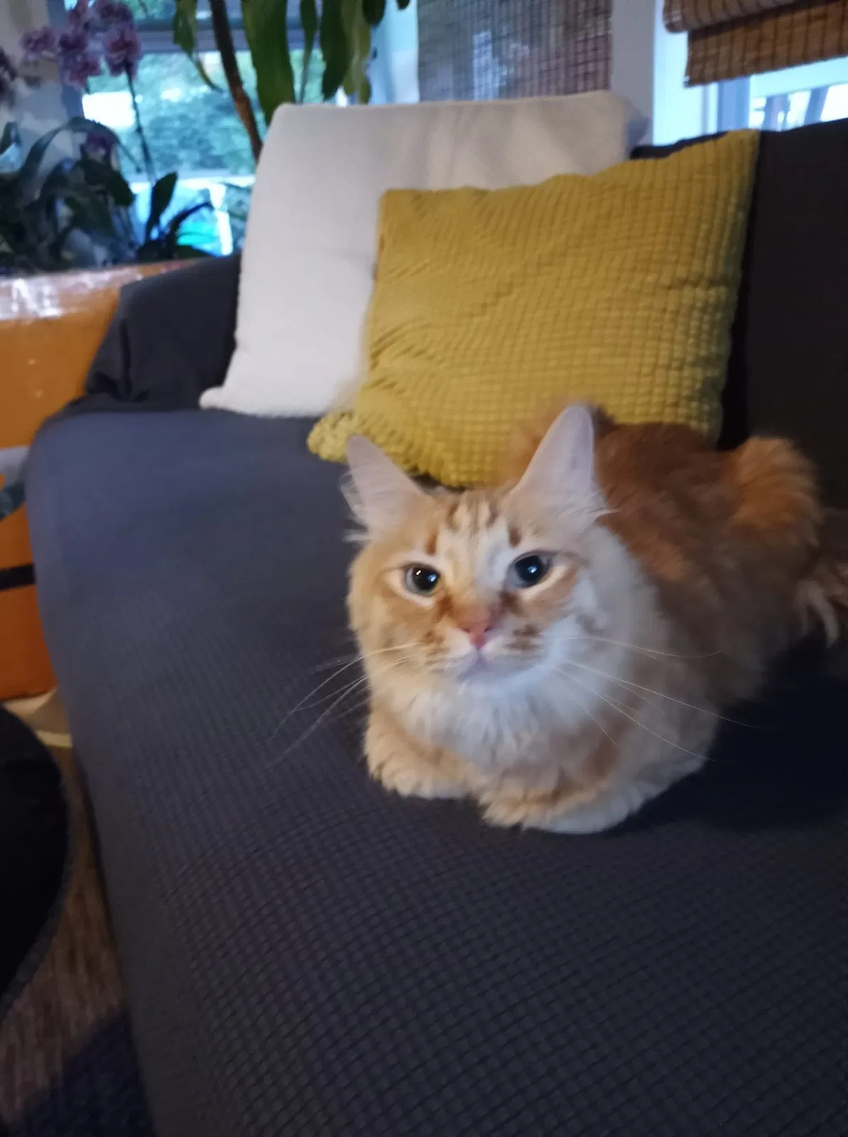 Lost cat in Lilburn, GA, 30047