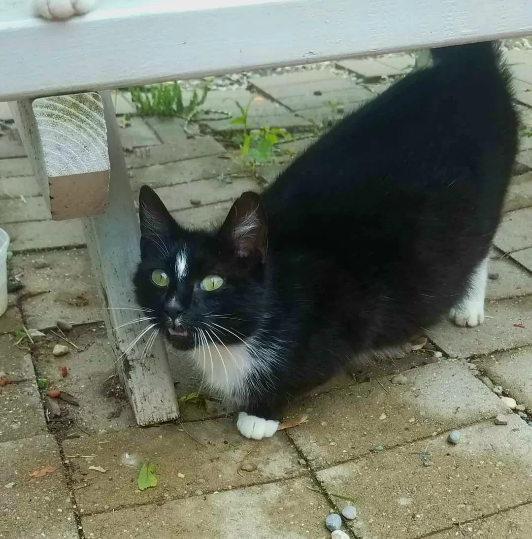 Lost cat in Fort Wayne, IN, 46805