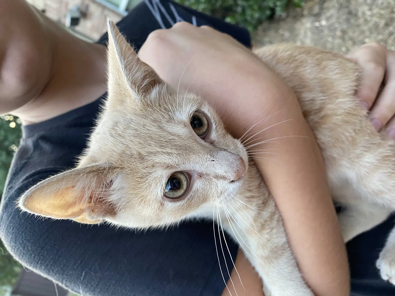 Found cat in Cypress, TX, 77433