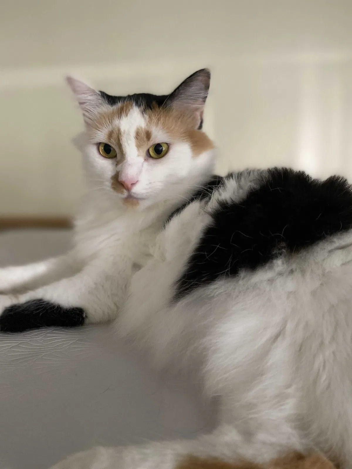 Lost cat in Chula Vista, CA, 91911