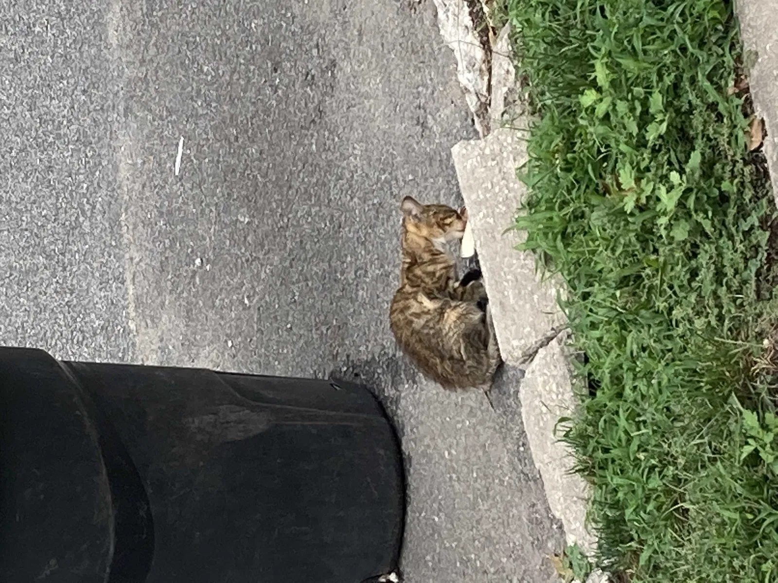 Lost cat in Jamaica, NY, 11434