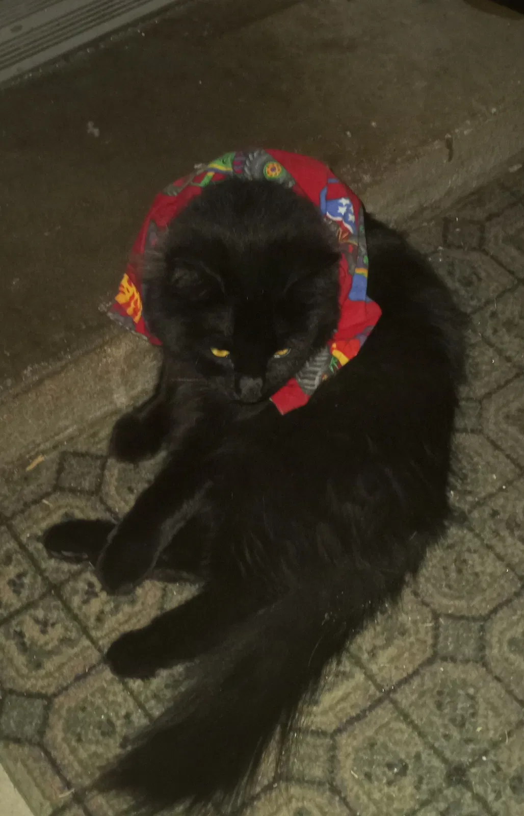 Lost cat in Colorado Springs, CO, 80919