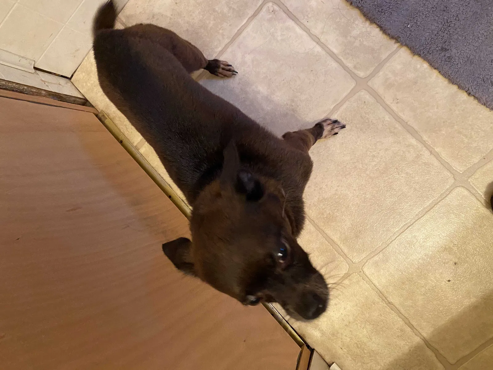 Found dog in Lansing, MI, 48911