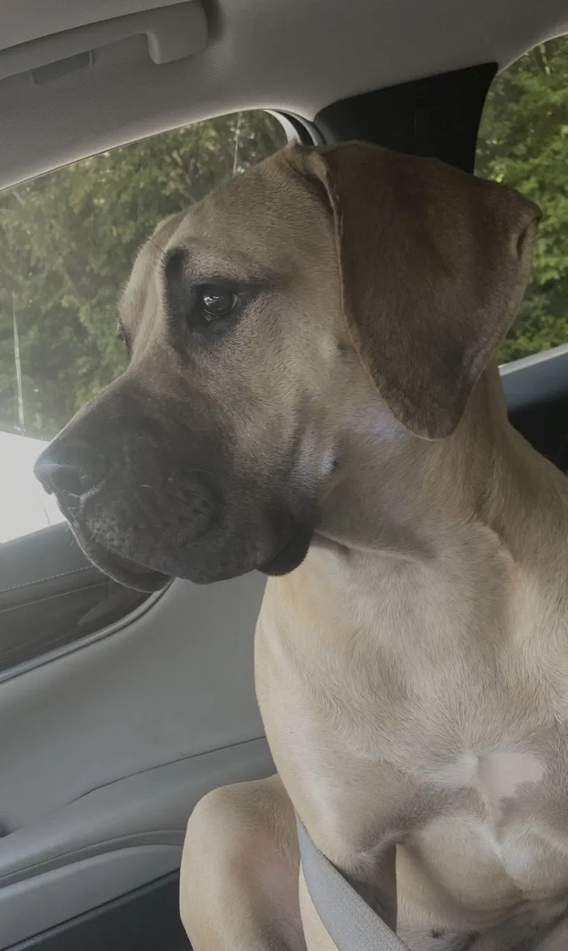 Lost dog in District Heights, MD, 20747