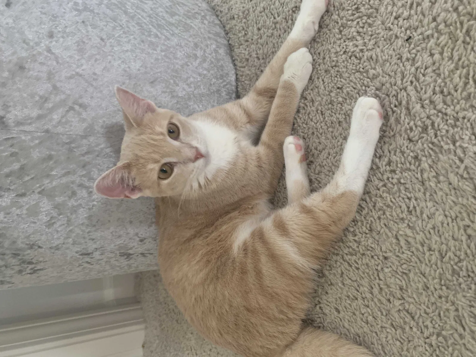 Lost cat in Algonquin, IL, 60102