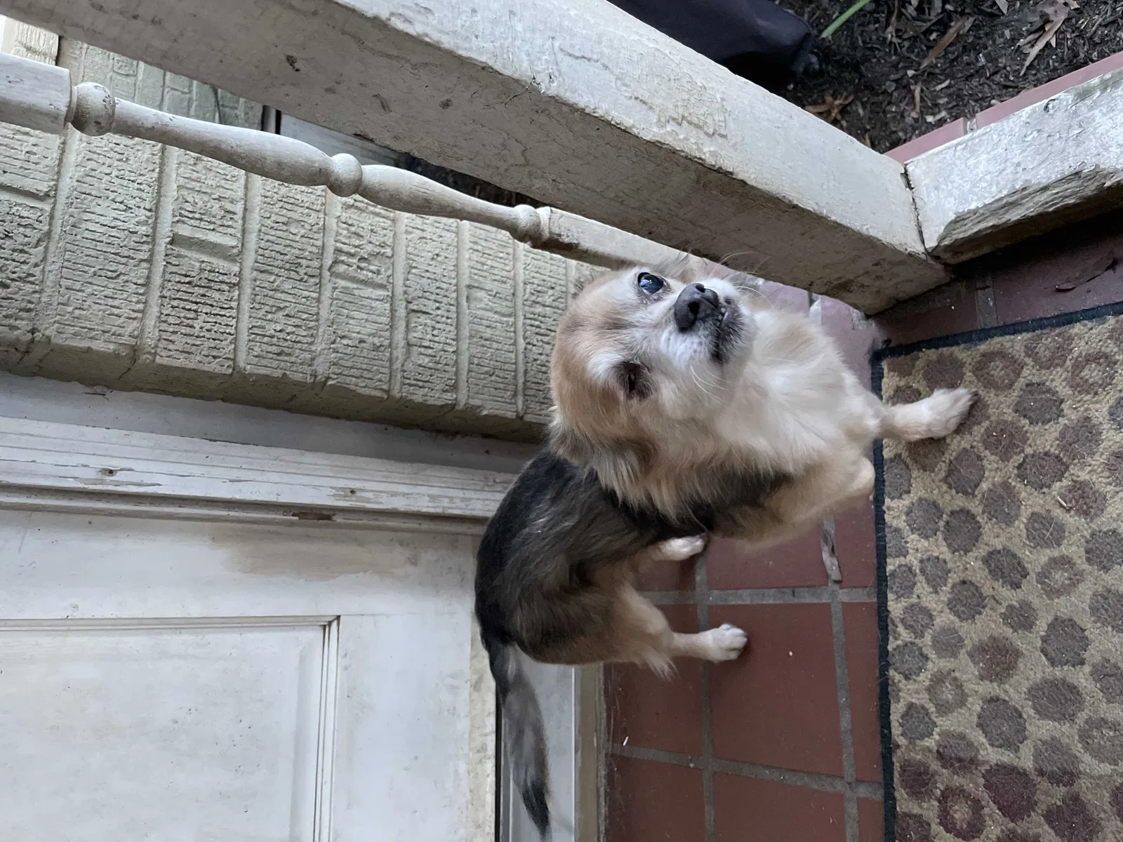 Lost dog in Columbia, SC, 29201