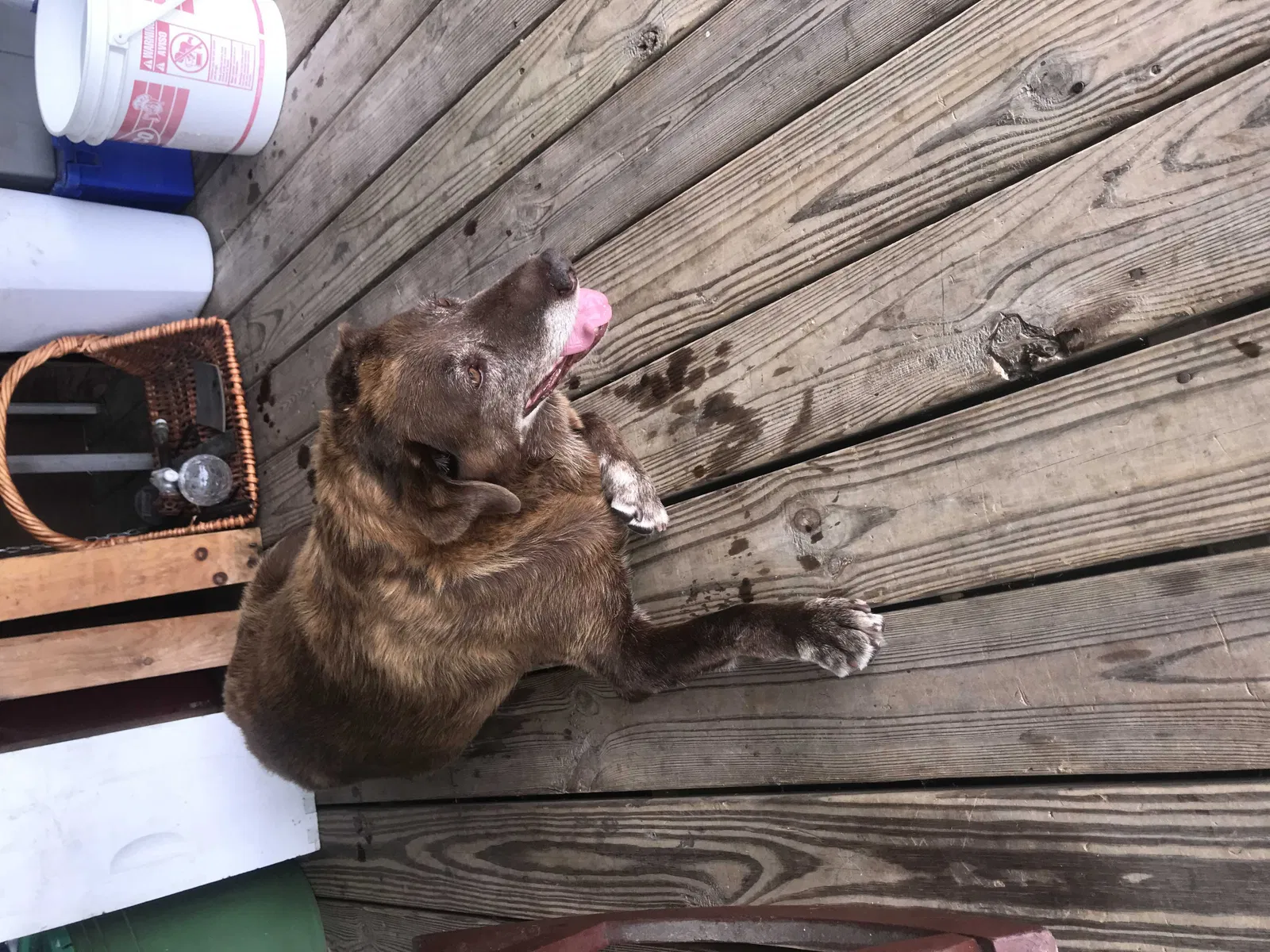 Found dog in Koshkonong, MO, 65692