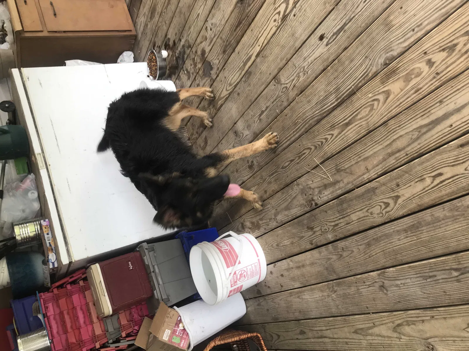 Found dog in Koshkonong, MO, 65692