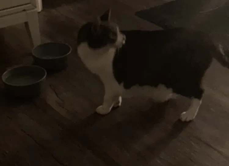 Found cat in Denver, CO, 80203