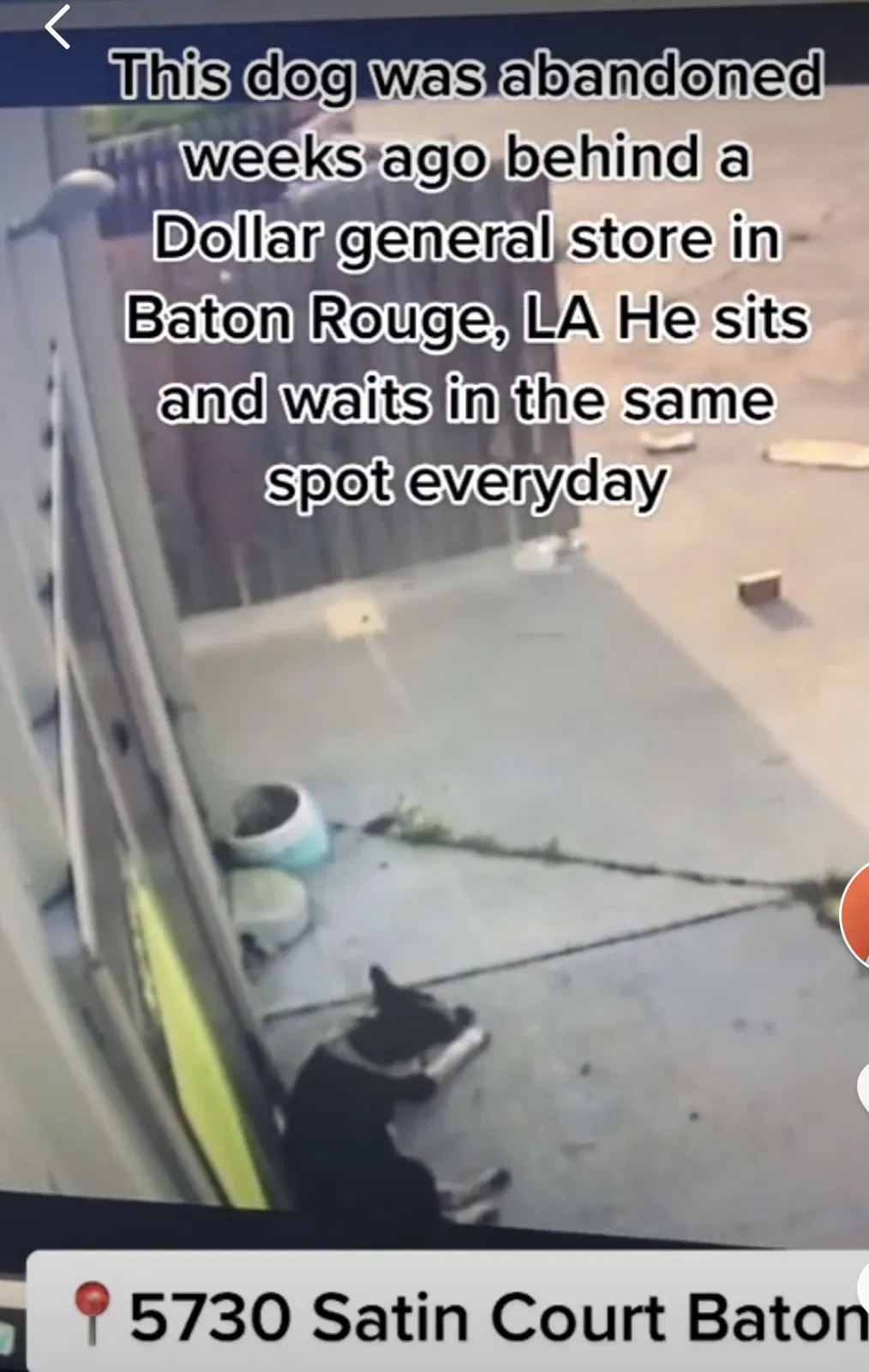 Lost dog in Baton Rouge, LA, 70812