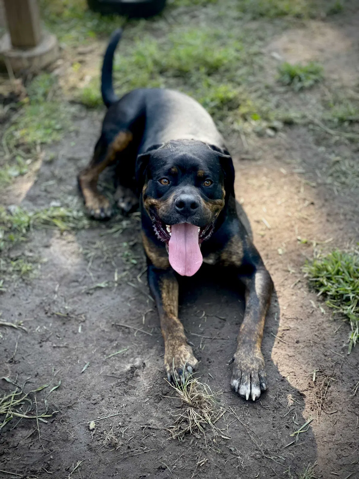 Lost dog in Minneapolis, MN, 55414