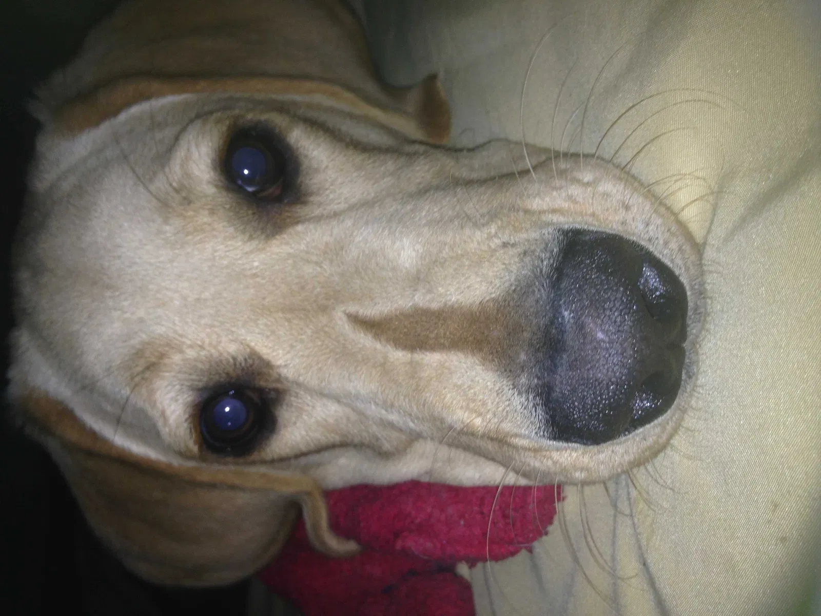 Lost dog in Jenks, OK, 74037