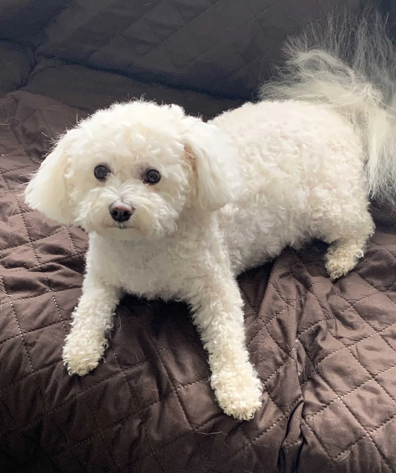 Lost dog in Hillsboro, OH, 45133