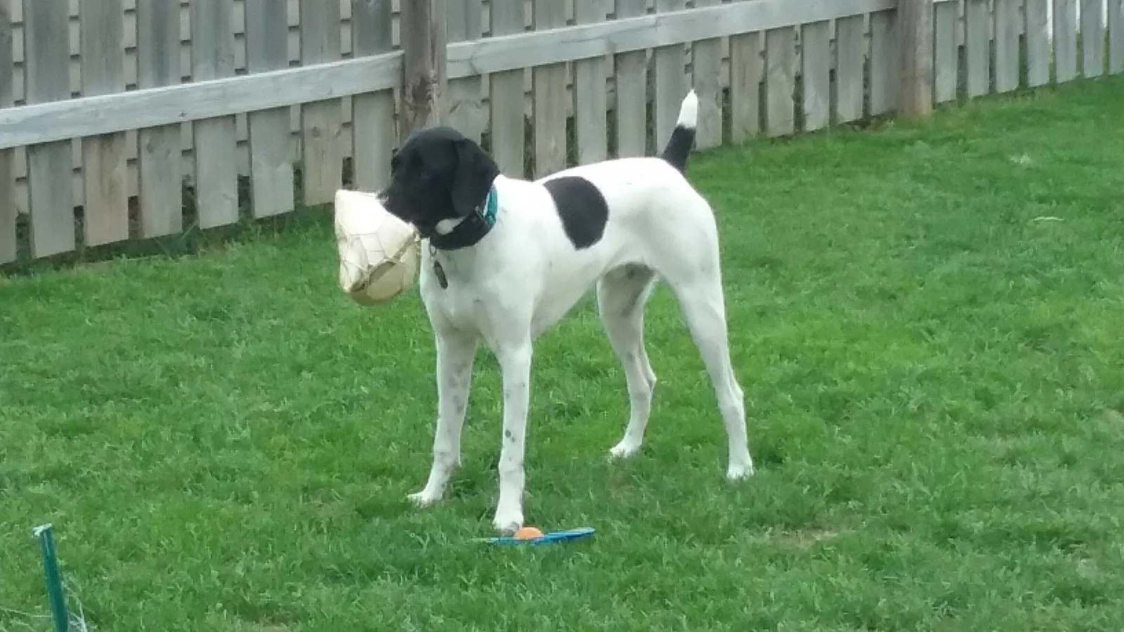 Lost dog in Butternut, WI, 54514