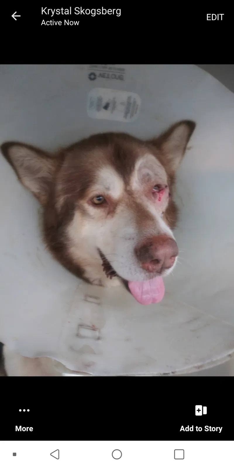 Lost dog in San Leandro, CA, 94577