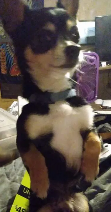 Lost dog in Winnsboro, TX, 75494
