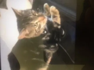Lost cat in Boynton Beach, FL, 33472