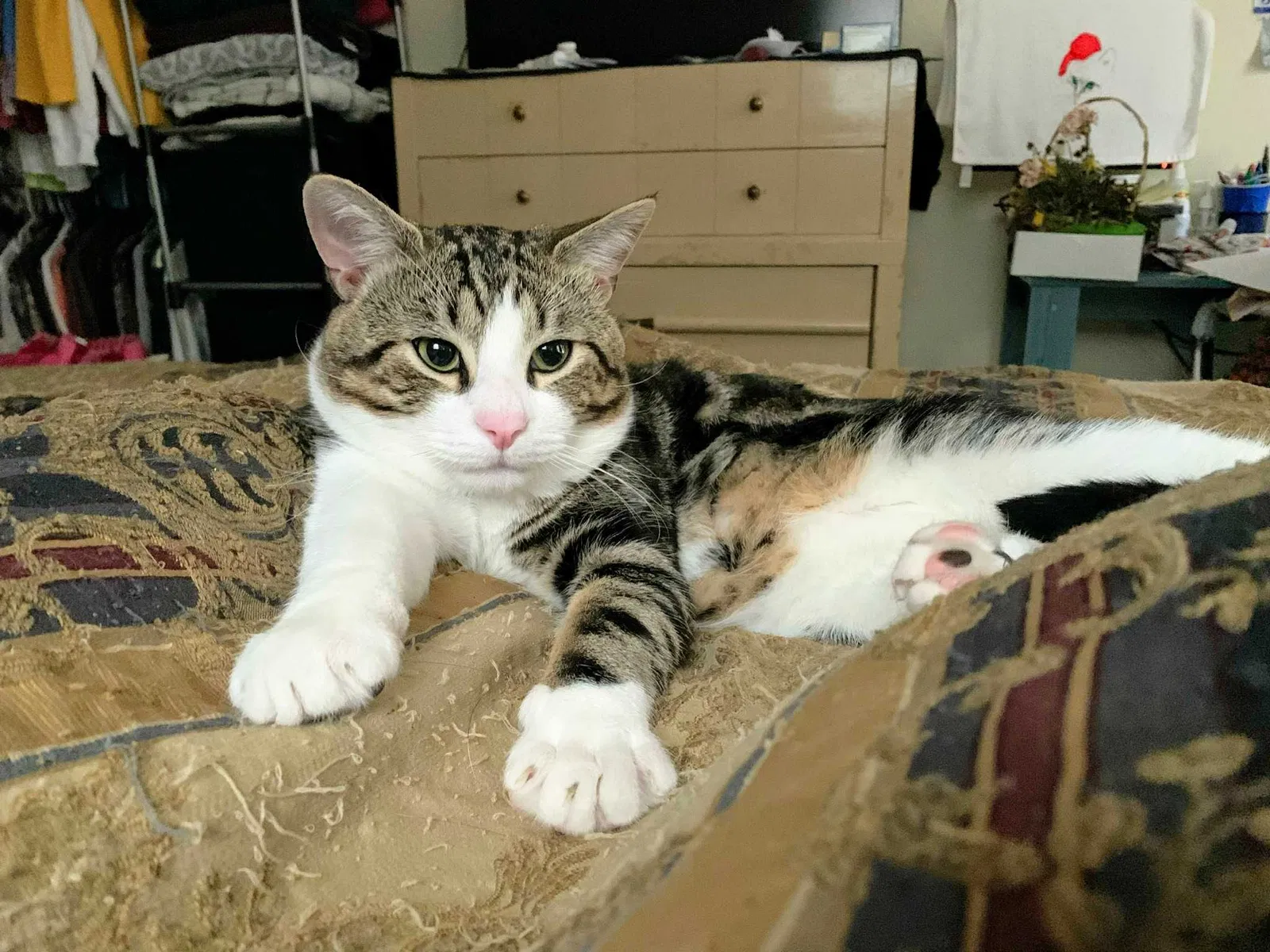 Lost cat in Harrisburg, PA, 17113