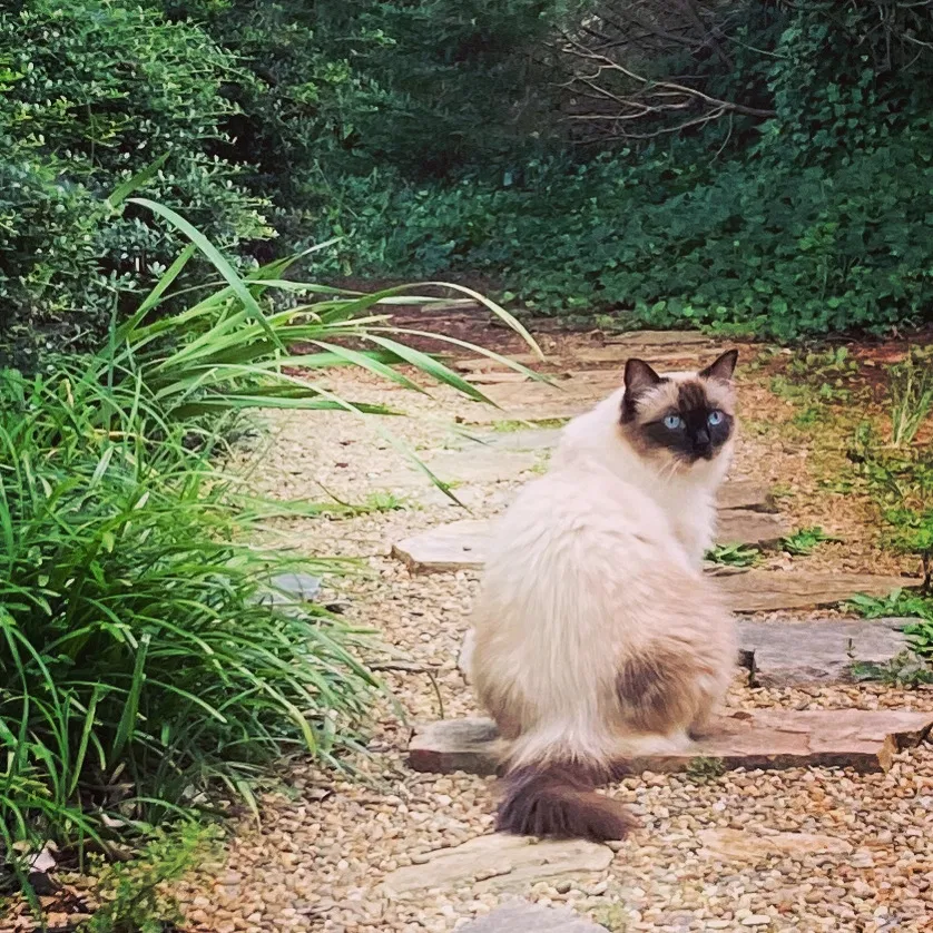 Lost cat in Huntersville, NC, 28078