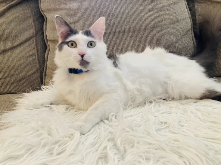 Lost cat in Ogden, UT, 84401