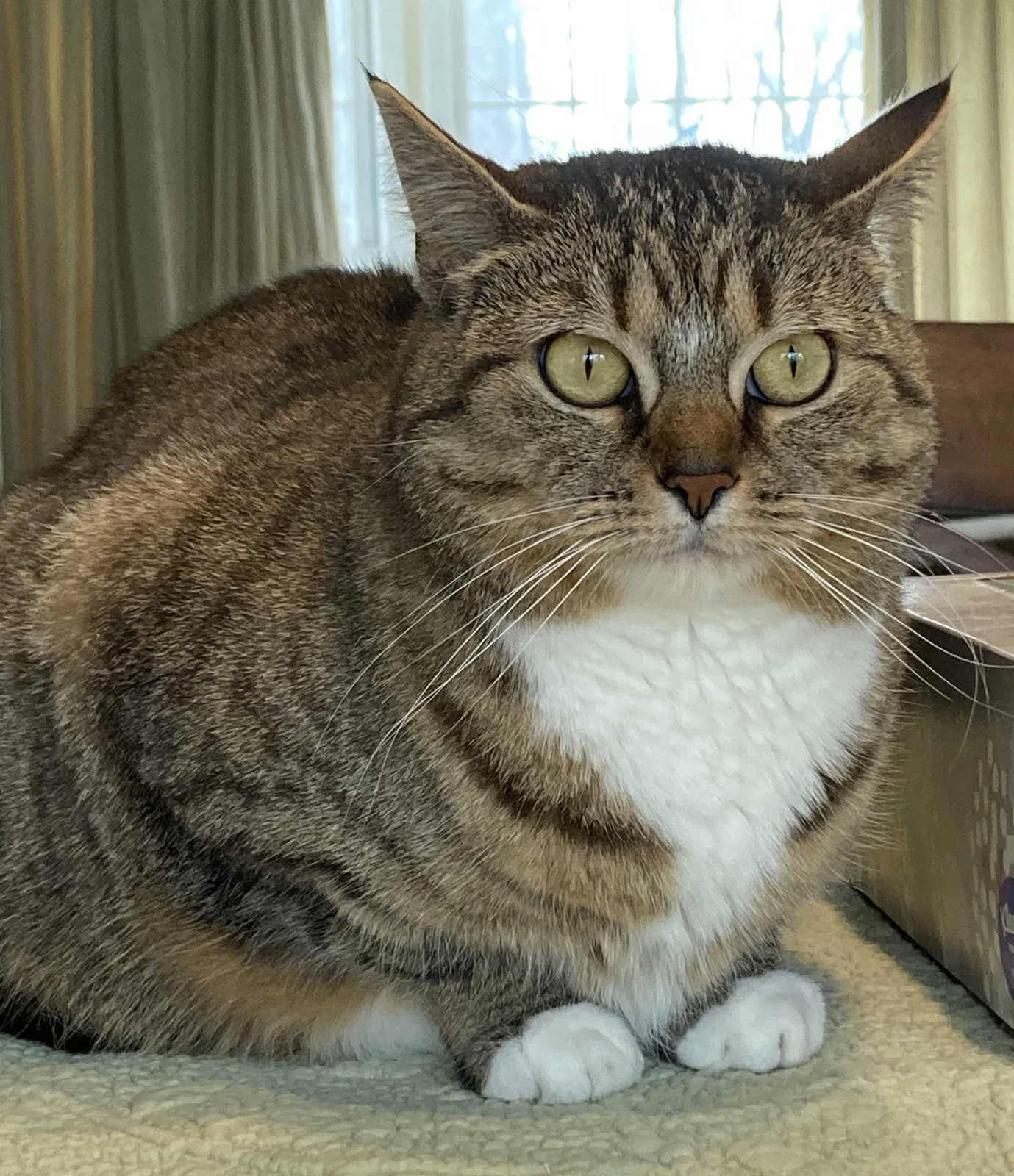 Lost cat in Stamford, CT, 6903