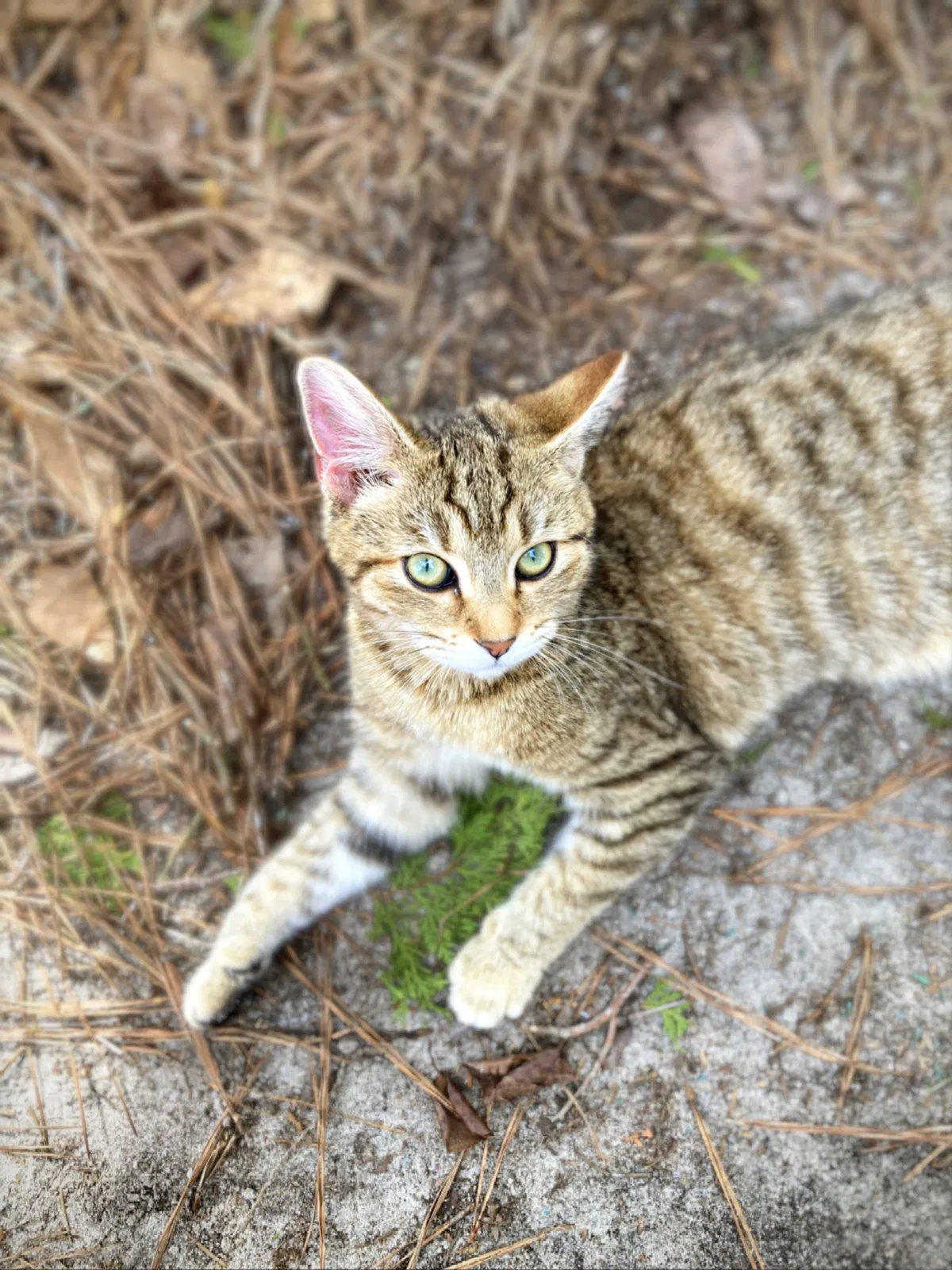 Lost cat in Dade City, FL, 33523
