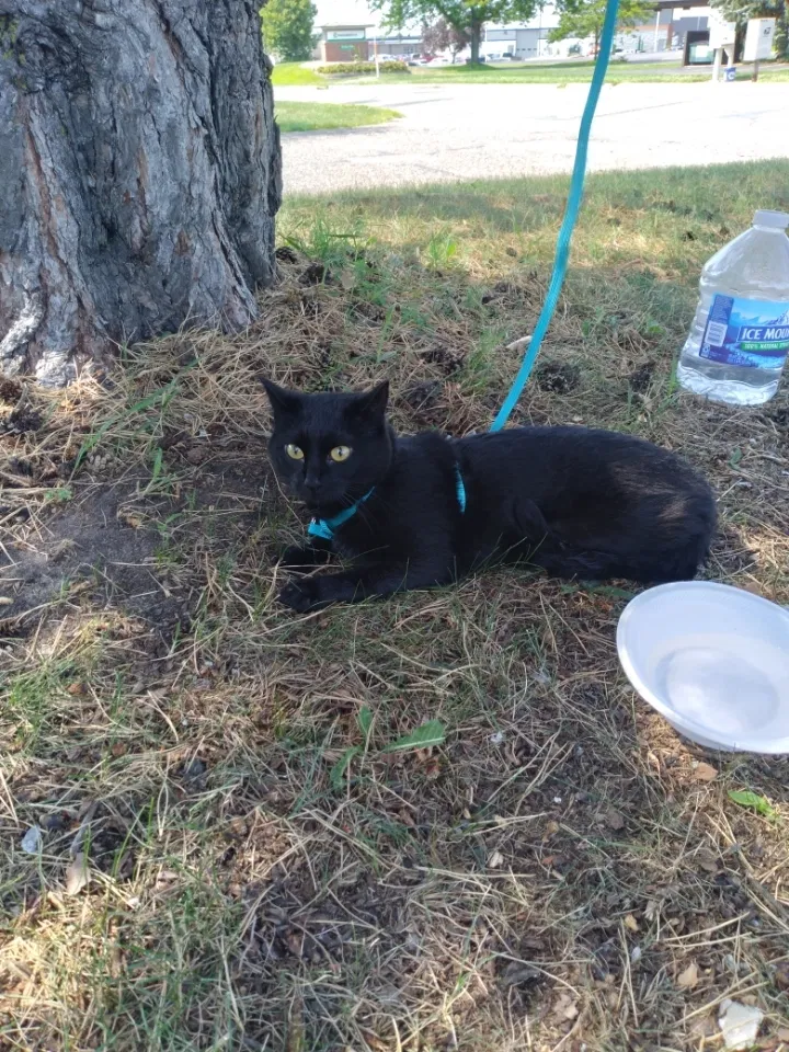 Lost cat in Taylors Falls, MN, 55084