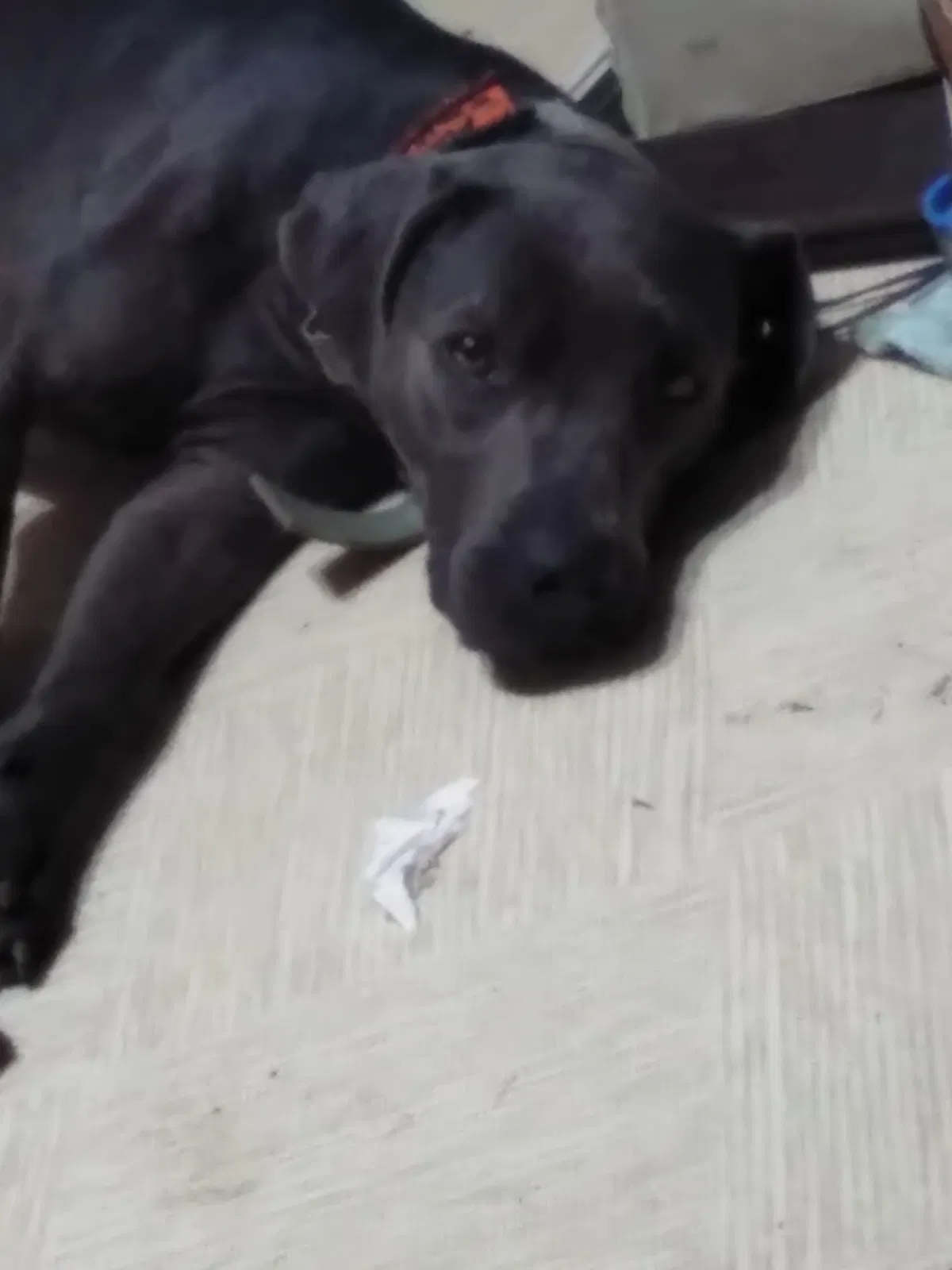 Lost dog in Fayetteville, AR, 72704