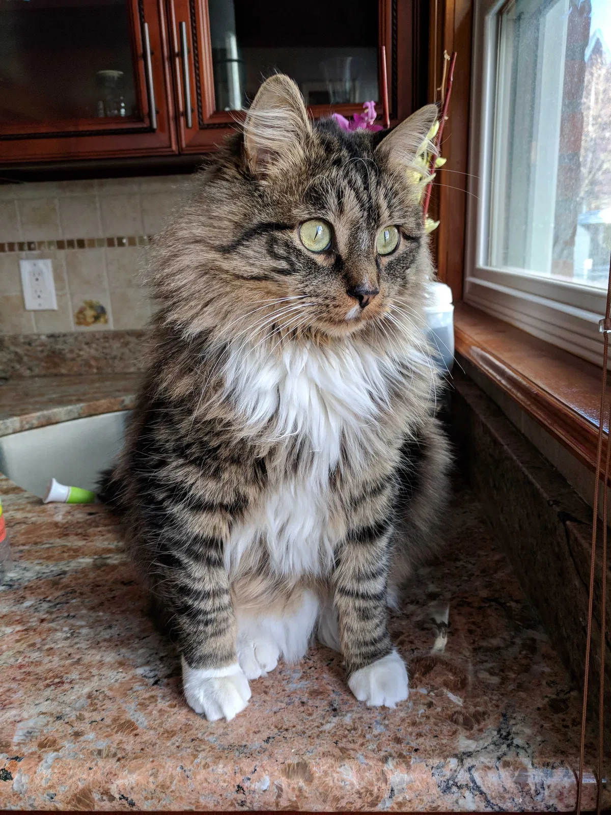 Lost cat in Queens Village, NY, 11427