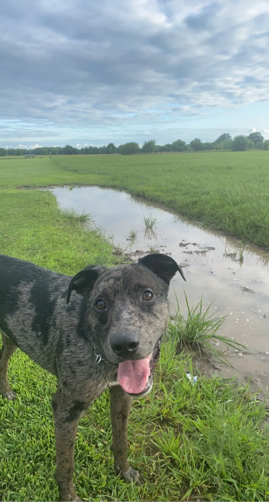 Lost dog in Arcadia, KS, 66711