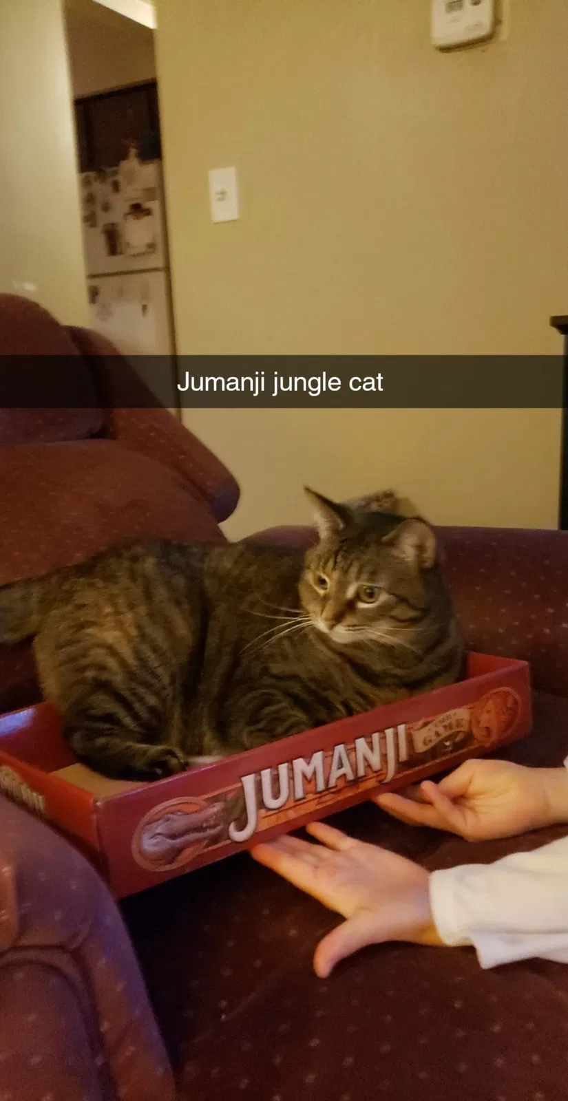 Lost cat in Dewitt, MI, 48820
