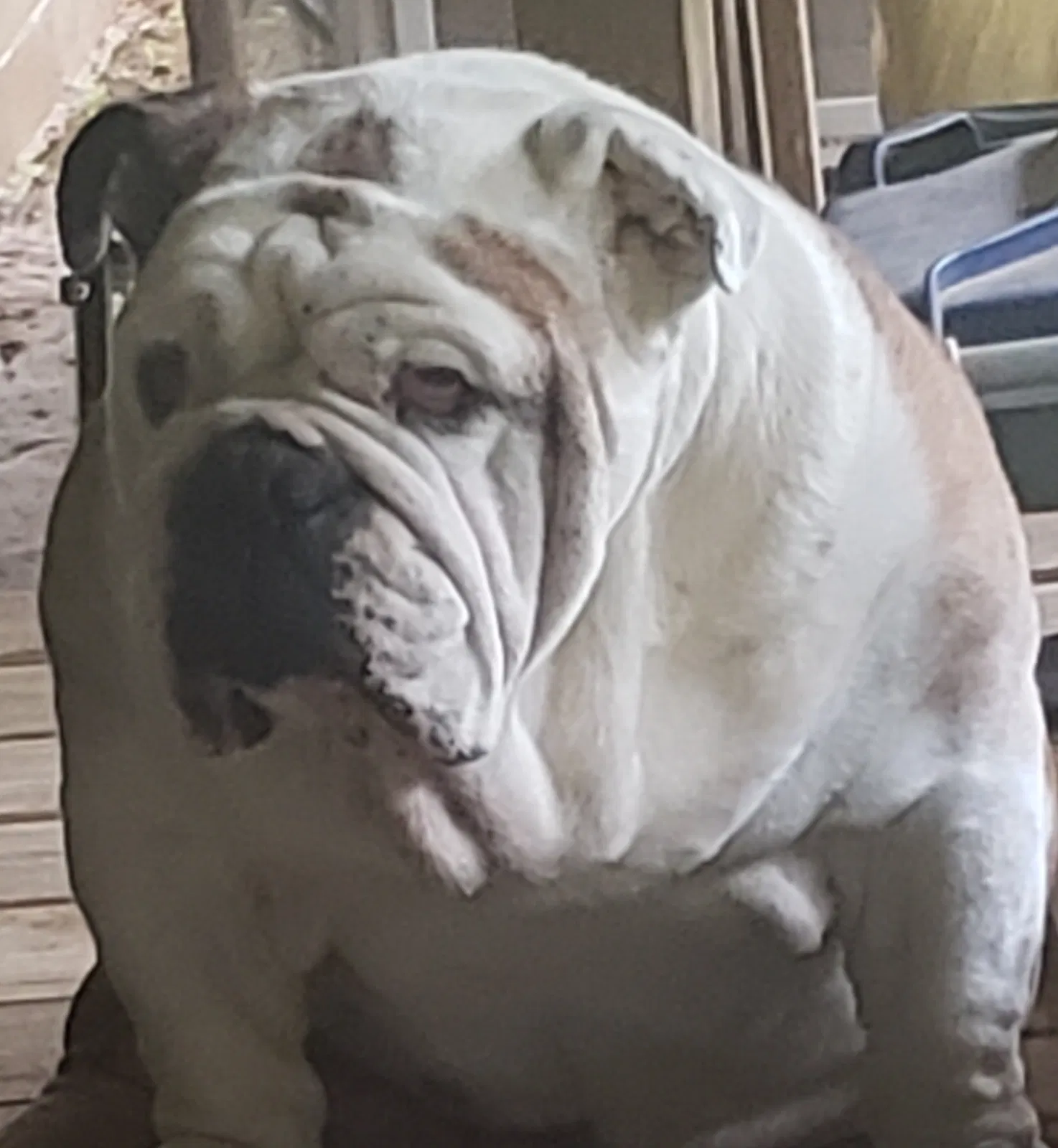 Lost dog in Minden, LA, 71055