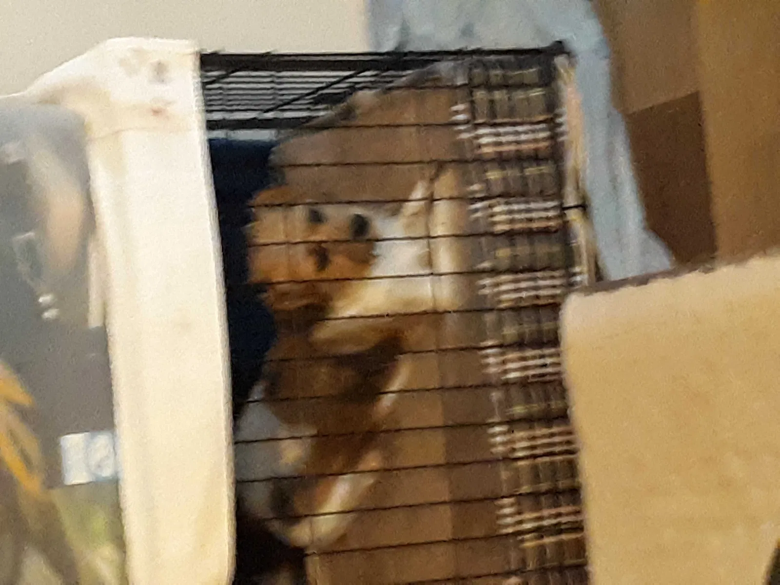 Found dog in Ridge Spring, SC, 29129