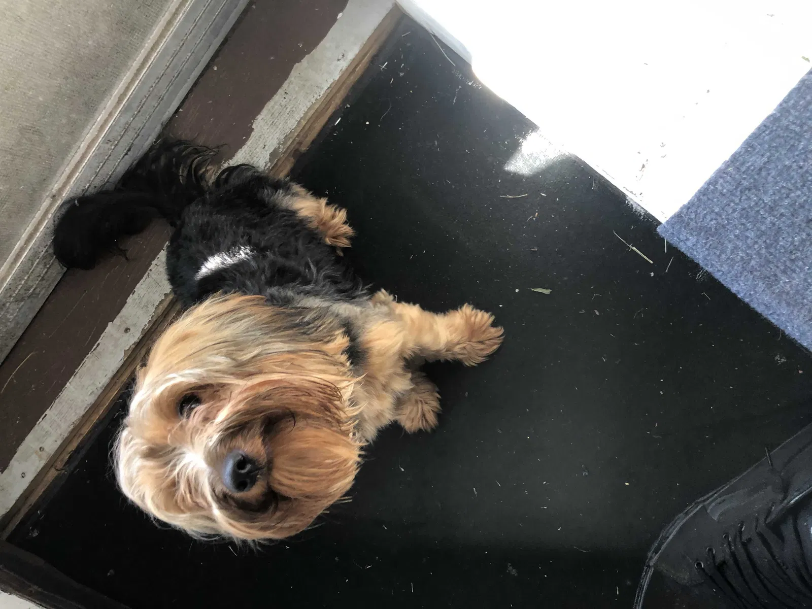 Found dog in Cleveland, OH, 44105