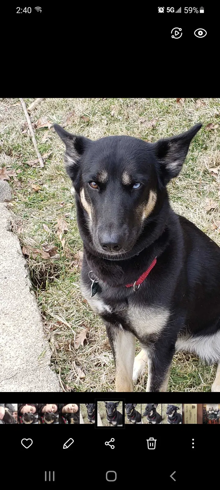 Lost dog in Kernersville, NC, 27284