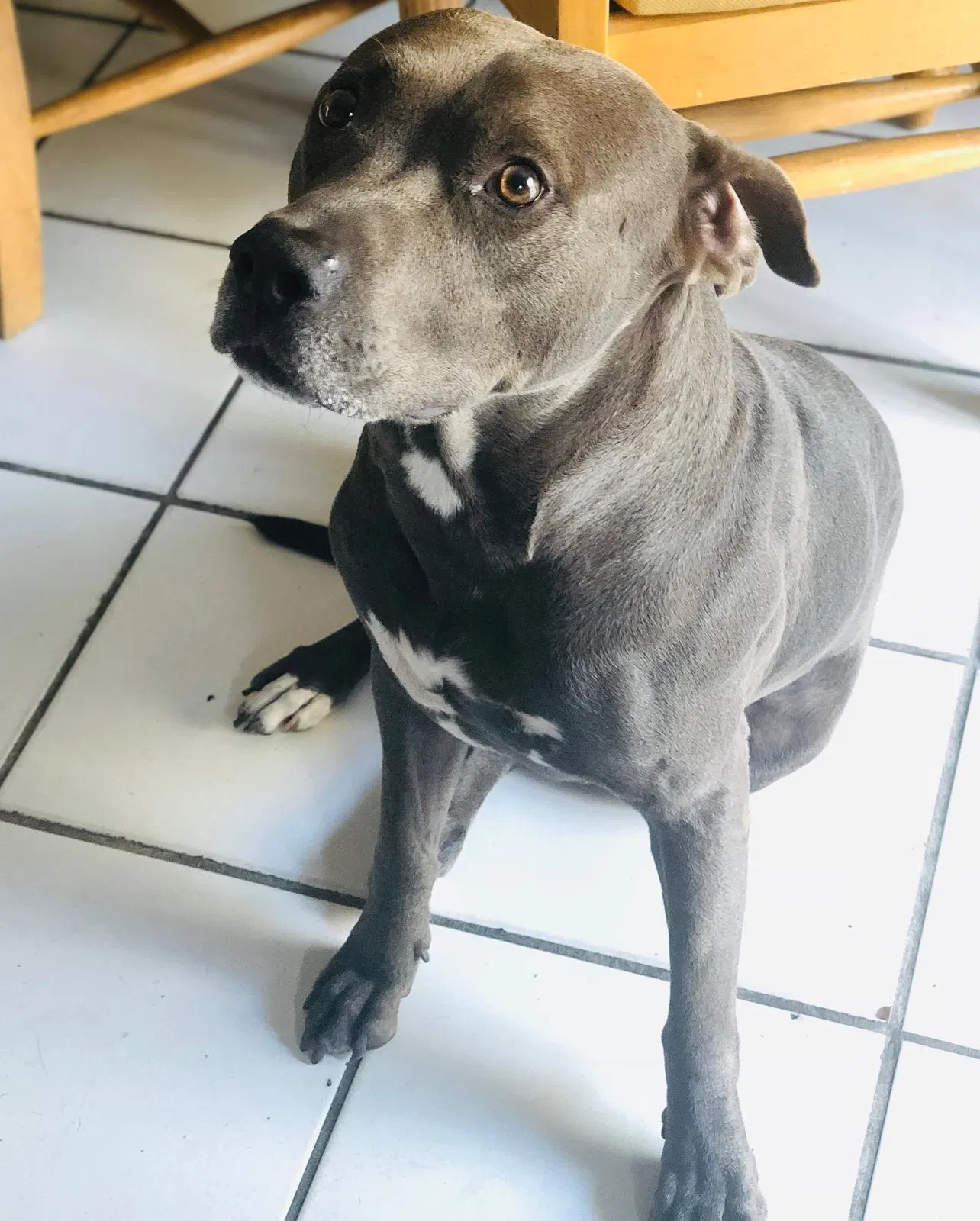 Lost dog in Hialeah, FL, 33018