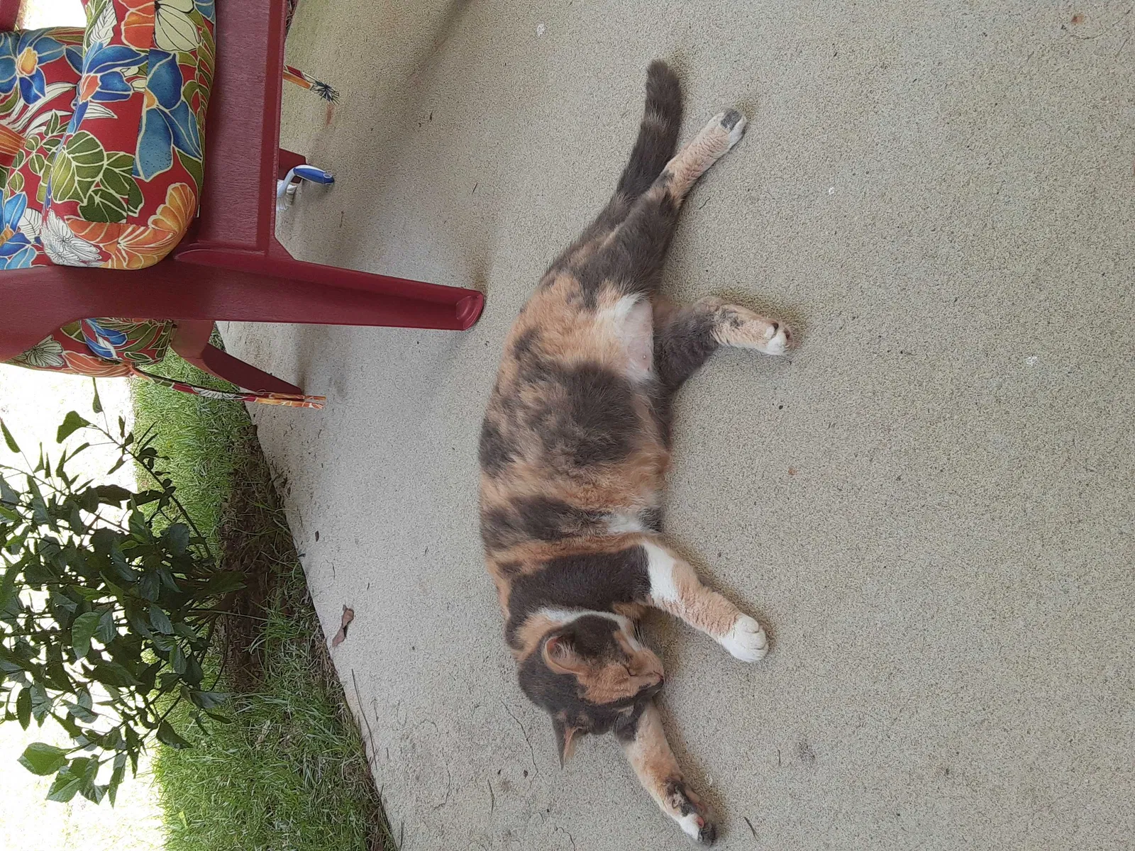 Found cat in Elgin, SC, 29045