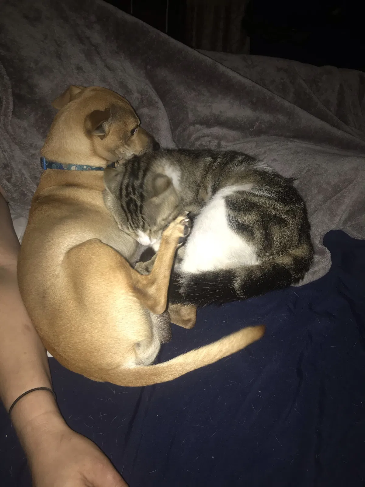 Lost dog in Rainsville, AL, 35986