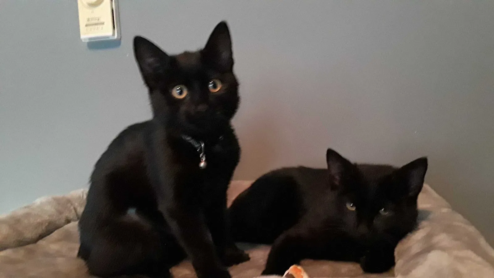 Lost cat in Tacoma, WA, 98407