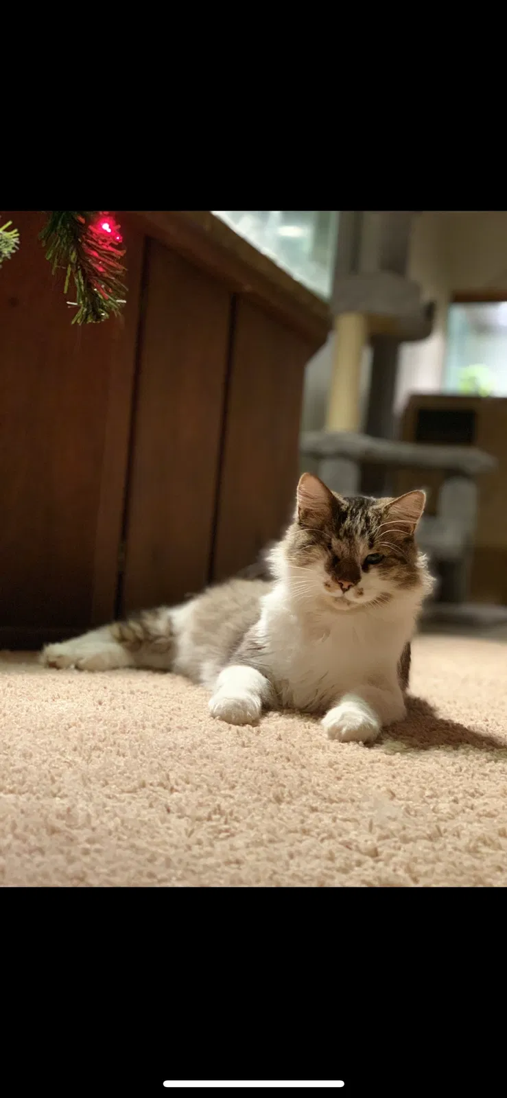 Lost cat in Denton, TX, 76201