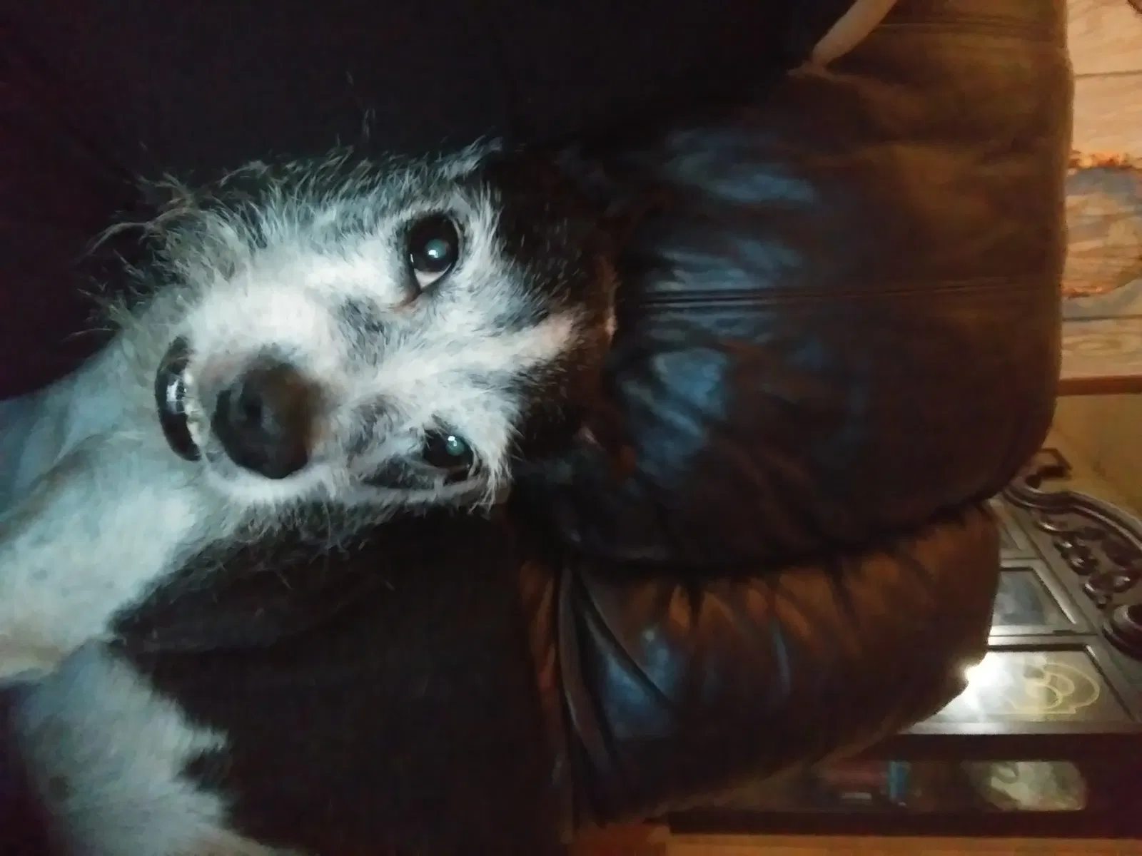 Lost dog in Rapid City, SD, 57703