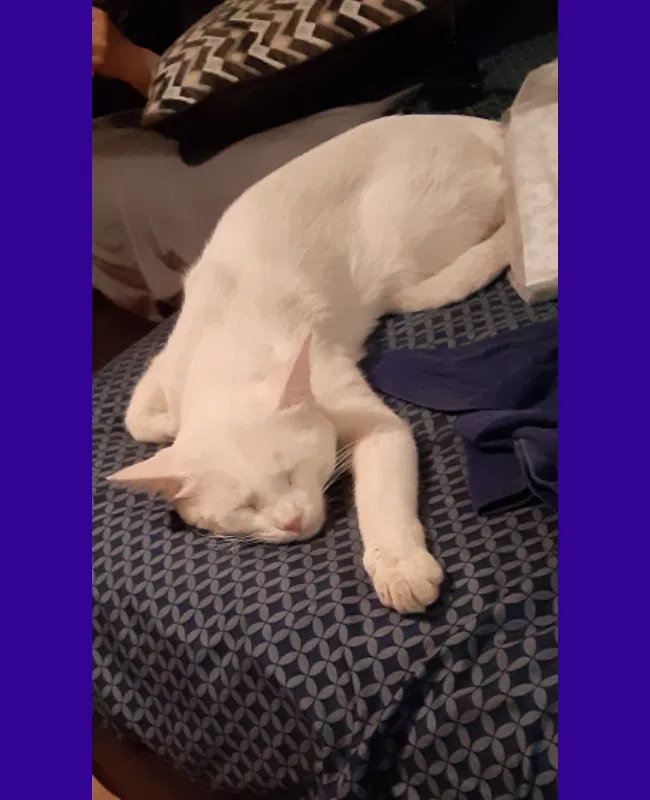 Lost cat in Phoenix, AZ, 85044