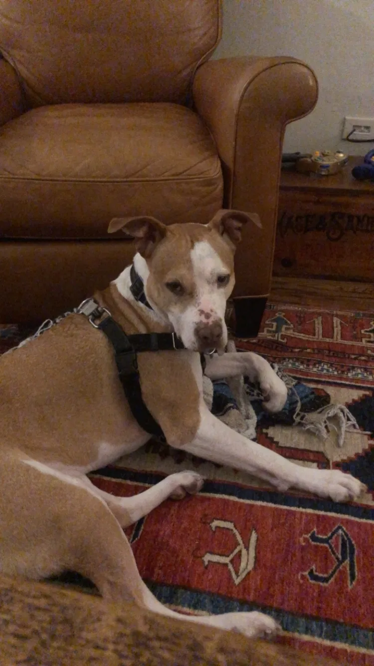 Lost dog in Morris Plains, NJ, 7950